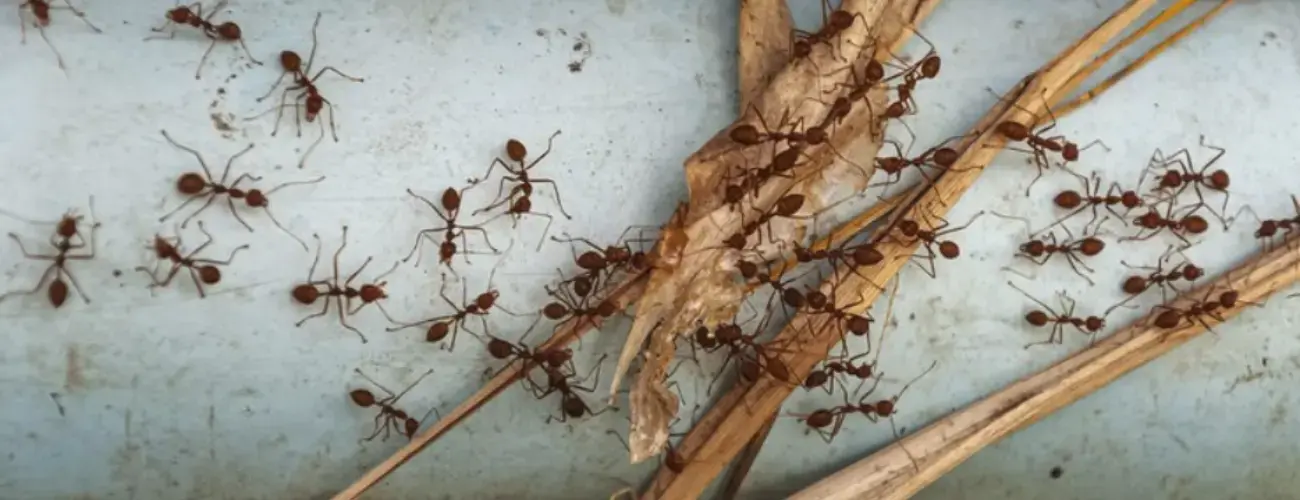 Termite Barrier Systems: Effective Protection Methods | Polyguard