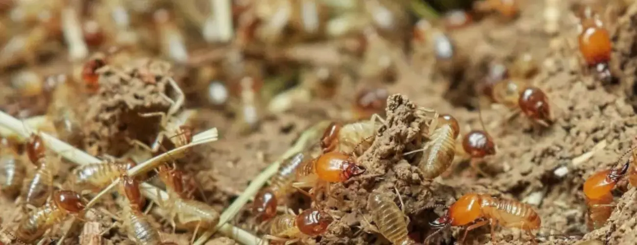 Termite Barrier Systems: Effective Protection Methods | Polyguard