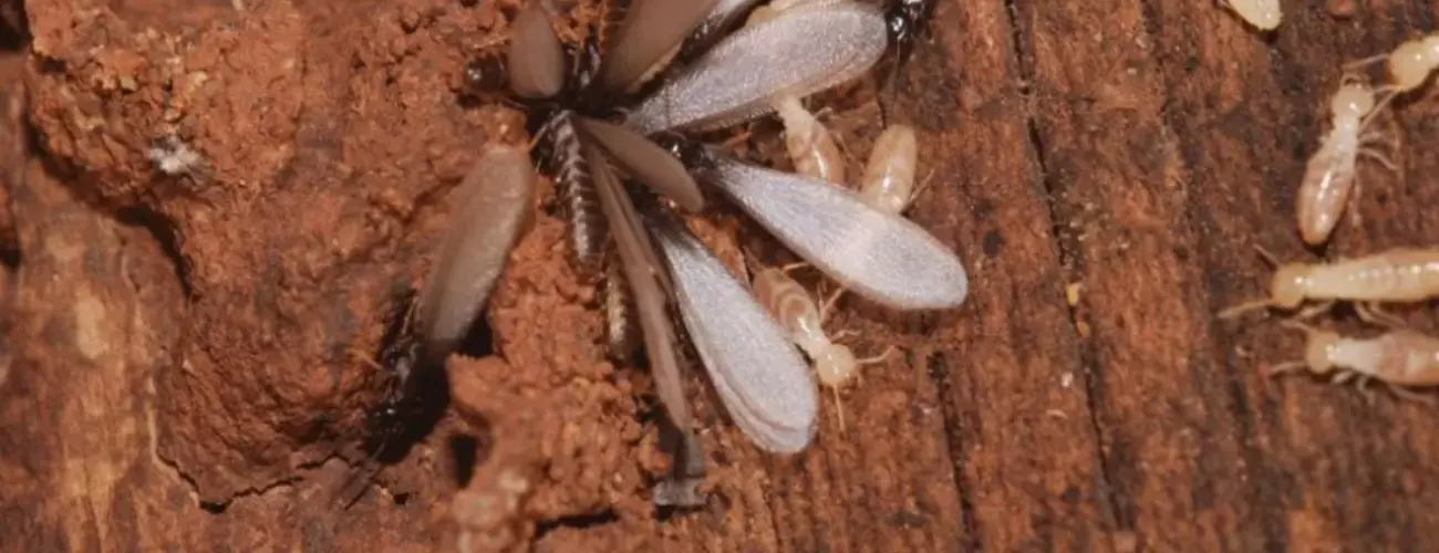 Termite Barrier Systems: Effective Protection Methods | Polyguard