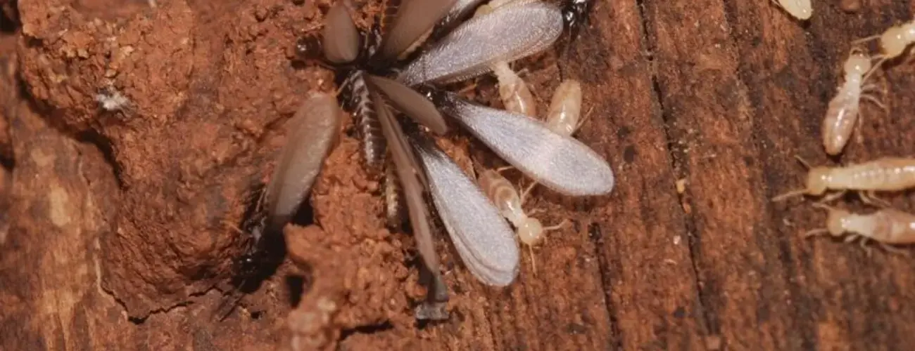 Termite Resistant Building Materials: Protect Your Home… | Polyguard